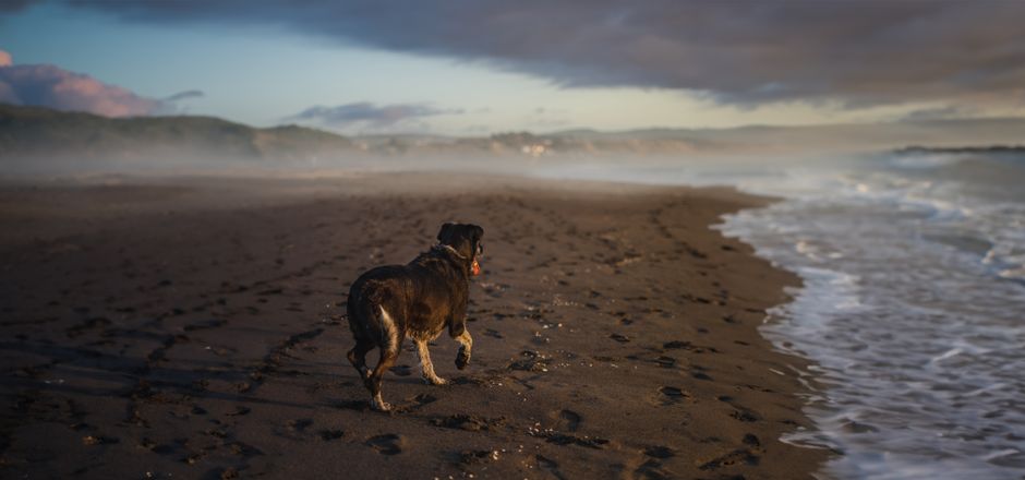 Hoseasons detail for a dog friendly lodge trip plan for easier uk breaks