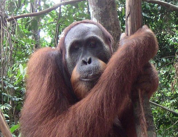 Travel Photo: Orangutan at Bukit Lawang Indonesia