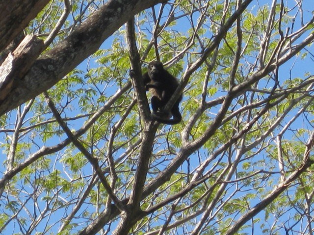 Howler Monkeys or What The Hell Was That?