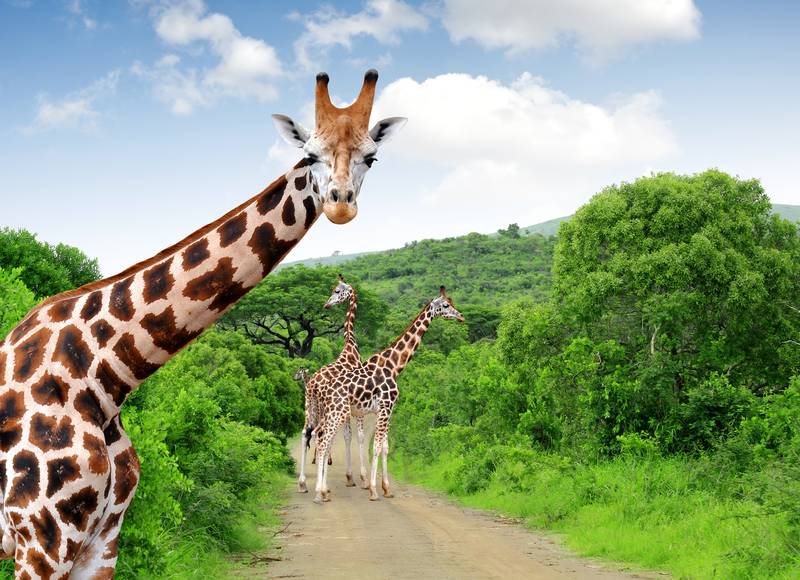The Best Places to Visit in Africa: Your Africa Bucket List