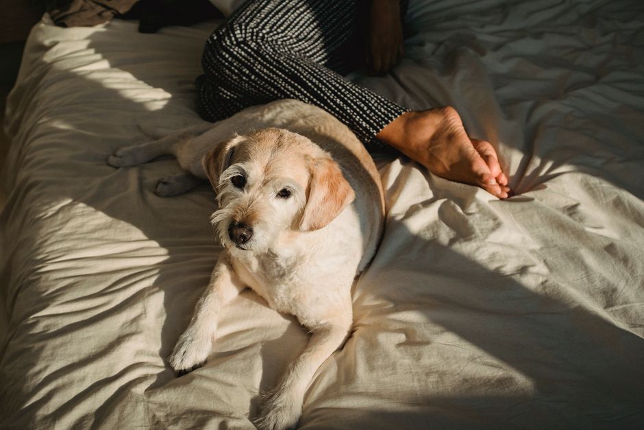 Pet-Friendly Accommodations Road Trips: Pet-Friendly Road Trip Hotels: How to Book Right for 2026