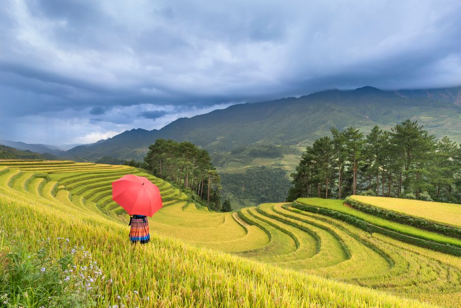 A vibrant image of rice terraces and a person with a red umbrella, set against majestic mountains.
