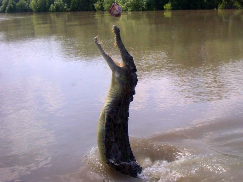Jumping Crocodiles on Australia’s Adelaide River
